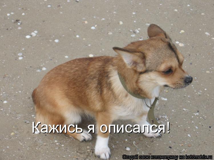 Кажись я описался!... Котоматрица: Кажись я описался!