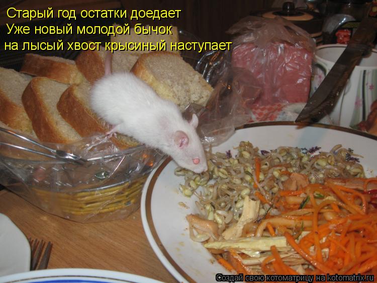 Старый год остатки доедает Уже новый молодой бычок на лысый хвост крысиный наступает... Котоматрица: Старый год остатки доедает Уже новый молодой бычок на лысый хвост крысиный наступает