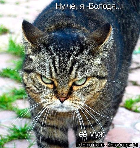 Ну чё, я -Володя... ...её муж... Котоматрица: Ну чё, я -Володя... ...её муж
