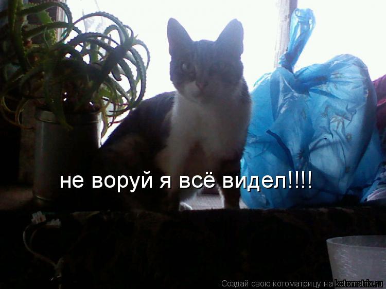 не воруй я всё видел!!!!... Котоматрица: не воруй я всё видел!!!!