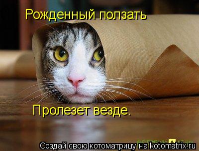 Рожденный ползать Пролезет везде.... Котоматрица: Рожденный ползать Пролезет везде.