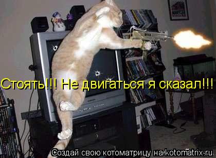 Стоять!!! Не двигаться я сказал!!!... Котоматрица: Стоять!!! Не двигаться я сказал!!!