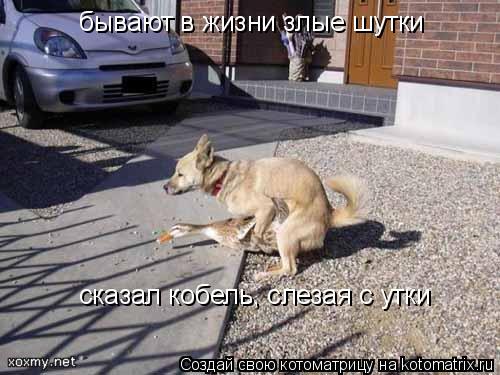 бывают в жизни злые шутки сказал кобель, слезая с утки... Котоматрица: бывают в жизни злые шутки сказал кобель, слезая с утки