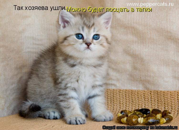 Так хозяева ушли. Можно будет посцать в тапки... Котоматрица: Так хозяева ушли. Можно будет посцать в тапки