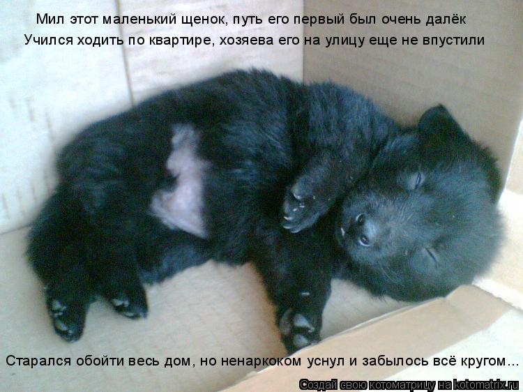 Мил этот маленький щенок, путь его первый был очень далёк Учился ходить по квартире, хозяева его на у... Котоматрица: Мил этот маленький щенок, путь его первый был очень далёк Учился ходить по квартире, хозяева его на улицу еще не впустили Старался обойти в