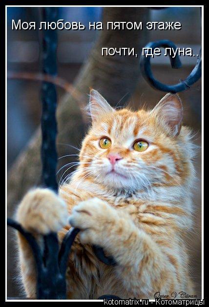 Моя любовь на пятом этаже почти, где луна ...... Котоматрица: Моя любовь на пятом этаже почти, где луна ...