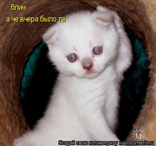 блин а че вчера было та... Котоматрица: блин а че вчера было та