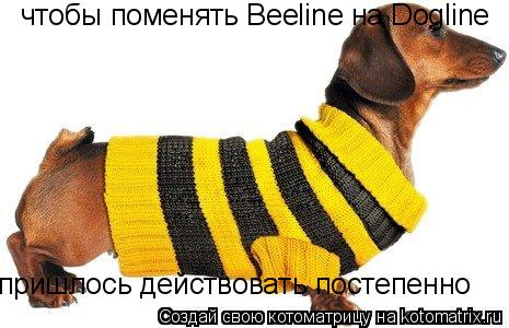 чтобы поменять Beeline на Dogline пришлось действовать постепенно... Котоматрица: чтобы поменять Beeline на Dogline пришлось действовать постепенно
