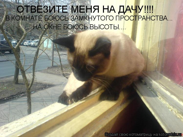 ОТВЕЗИТЕ МЕНЯ НА ДАЧУ!!!! В КОМНАТЕ БОЮСЬ ЗАМКНУТОГО ПРОСТРАНСТВА... НА ОКНЕ БОЮСЬ ВЫСОТЫ....... Котоматрица: ОТВЕЗИТЕ МЕНЯ НА ДАЧУ!!!! В КОМНАТЕ БОЮСЬ ЗАМКНУТОГО ПРОСТРАНСТВА... НА ОКНЕ БОЮСЬ ВЫСОТЫ....