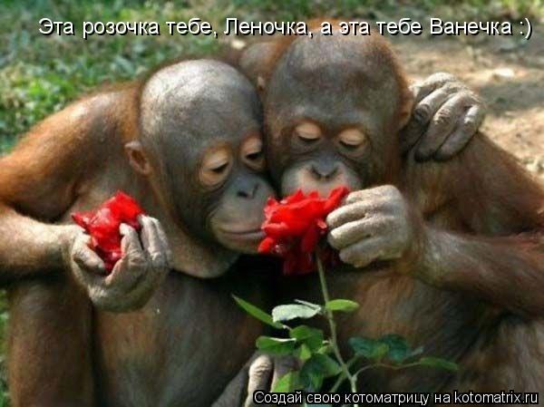 Эта розочка тебе, Леночка, а эта тебе Ванечка :)... Котоматрица: Эта розочка тебе, Леночка, а эта тебе Ванечка :)
