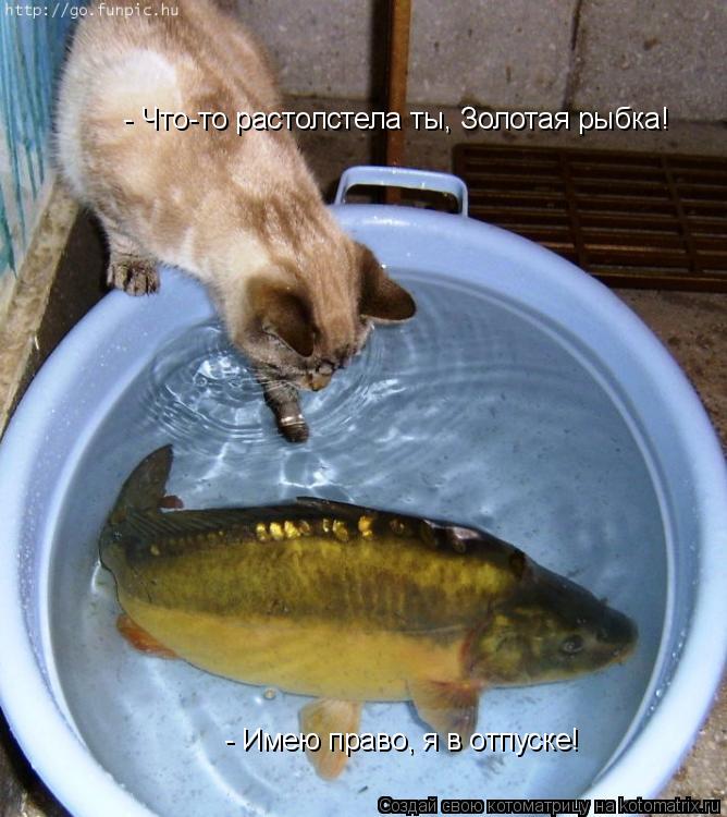 - Что-то растолстела ты, Золотая рыбка! - Имею право, я в отпуске!... Котоматрица: - Что-то растолстела ты, Золотая рыбка! - Имею право, я в отпуске!