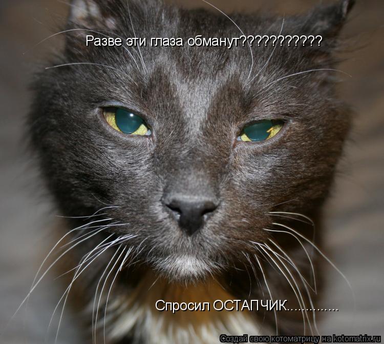 Разве эти глаза обманут??????????? Спросил ОСТАПЧИК................. Котоматрица: Разве эти глаза обманут??????????? Спросил ОСТАПЧИК..............