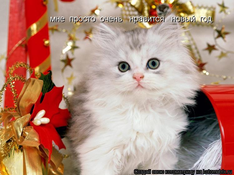 мне просто очень нравится новый год.... Котоматрица: мне просто очень нравится новый год.