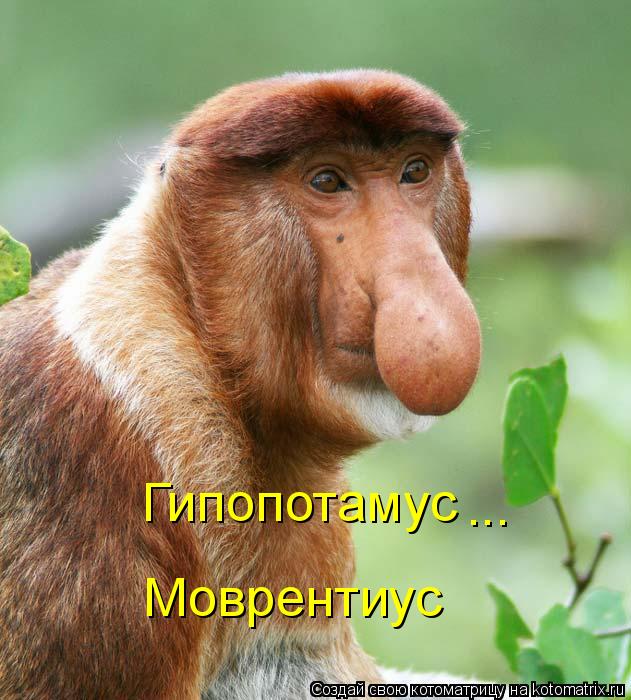 Гипопотамус ... Моврентиус... Котоматрица: Гипопотамус ... Моврентиус