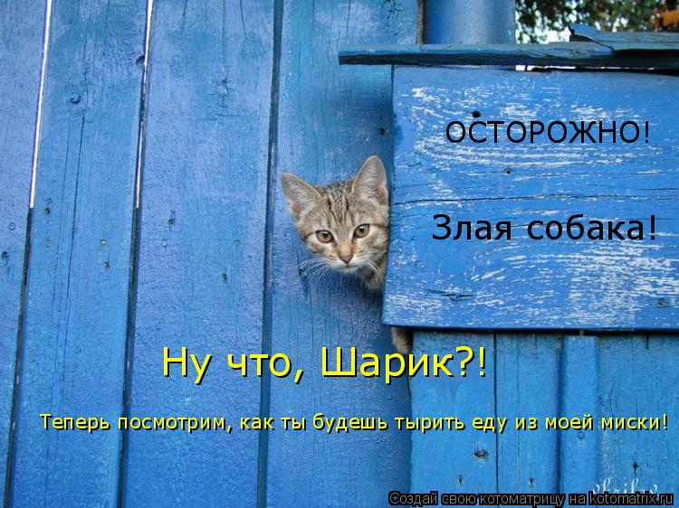 ОСТОРОЖНО! Злая собака! Ну что, Шарик?! Теперь посмотрим, как ты будешь тырить еду из моей миски!... Котоматрица: ОСТОРОЖНО! Злая собака! Ну что, Шарик?! Теперь посмотрим, как ты будешь тырить еду из моей миски!
