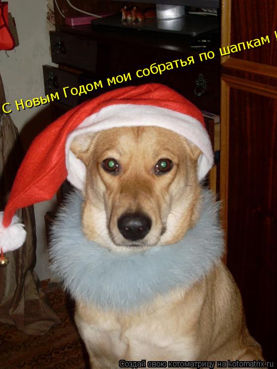 С Новым Годом мои собратья по шапкам !!!... Котоматрица: С Новым Годом мои собратья по шапкам !!!