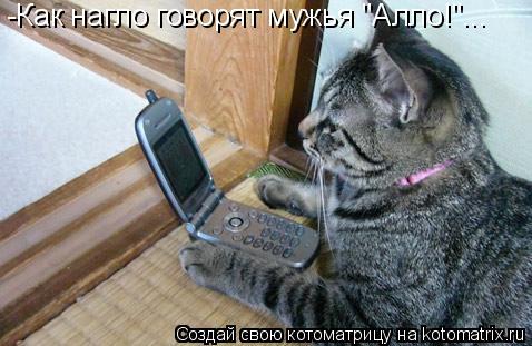 -Как нагло говорят мужья "Алло!"...... Котоматрица: -Как нагло говорят мужья "Алло!"...
