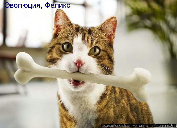 Эволюция, Феликс... Котоматрица: Эволюция, Феликс