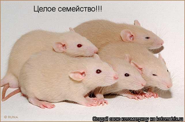 Целое семейство!!!... Котоматрица: Целое семейство!!!