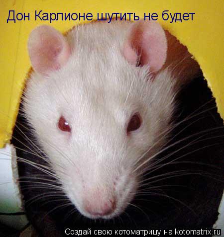 Дон Карлионе шутить не будет... Котоматрица: Дон Карлионе шутить не будет
