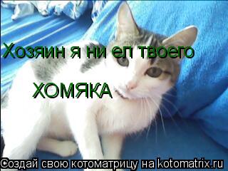 Хозяин я ни ел твоего ХОМЯКА... Котоматрица: Хозяин я ни ел твоего ХОМЯКА