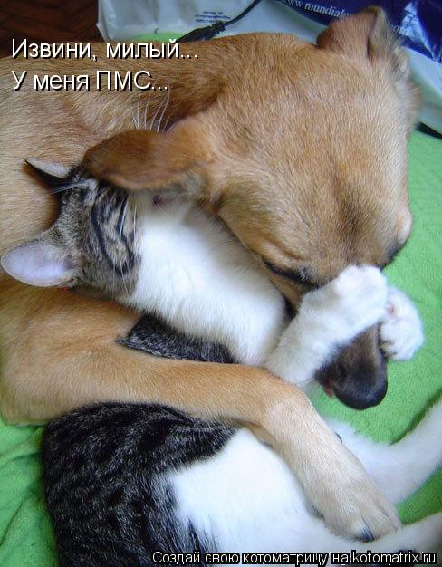 Извини, милый... У меня ПМС...... Котоматрица: Извини, милый... У меня ПМС...
