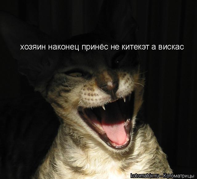 хозяин наконец принёс не китекэт а вискас... Котоматрица: хозяин наконец принёс не китекэт а вискас
