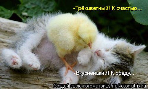 -Трёхцветный! К счастью... -Вкусненький! К обеду....... Котоматрица: -Трёхцветный! К счастью... -Вкусненький! К обеду....