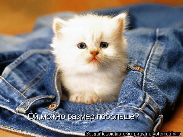Ой,можно размер побольше?... Котоматрица: Ой,можно размер побольше?