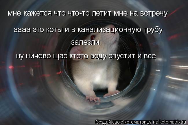 мне кажется что что-то летит мне на встречу аааа это коты и в канализационную трубу залезли ну ничево... Котоматрица: мне кажется что что-то летит мне на встречу аааа это коты и в канализационную трубу залезли ну ничево щас ктото воду спустит и все