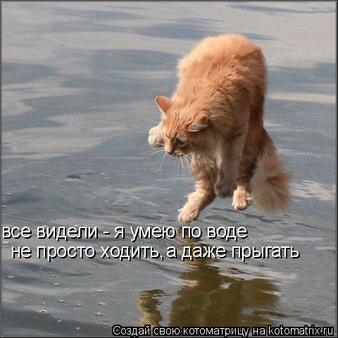 все видели - я умею по воде не просто ходить, а даже прыгать... Котоматрица: все видели - я умею по воде не просто ходить, а даже прыгать