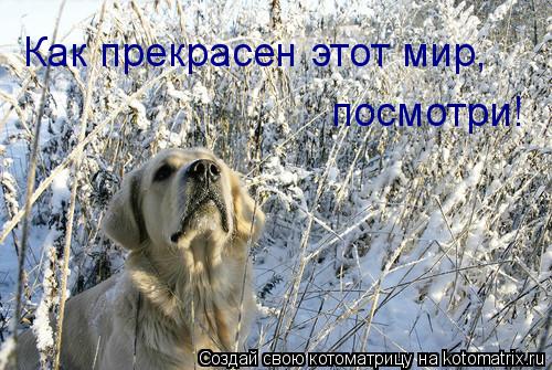 Как прекрасен этот мир, посмотри!... Котоматрица: Как прекрасен этот мир, посмотри!
