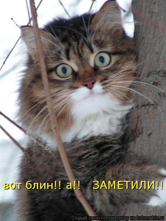 вот блин!! а!! ЗАМЕТИЛИ!!!!... Котоматрица: вот блин!! а!! ЗАМЕТИЛИ!!!!
