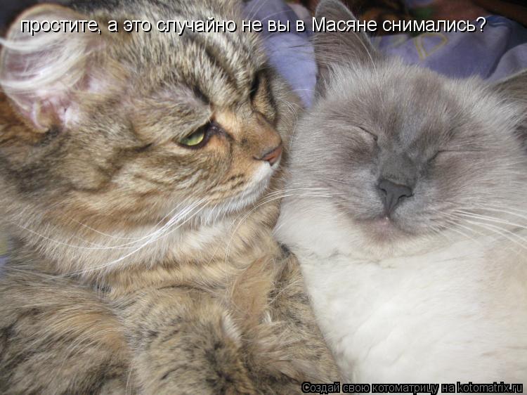простите, а это случайно не вы в Масяне снимались?... Котоматрица: простите, а это случайно не вы в Масяне снимались?