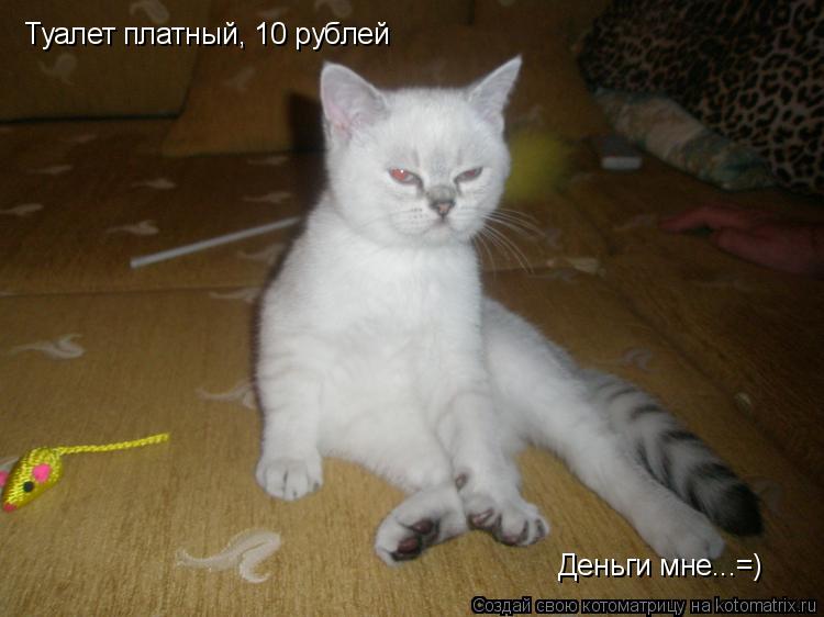 Туалет платный, 10 рублей Деньги мне...=)... Котоматрица: Туалет платный, 10 рублей Деньги мне...=)