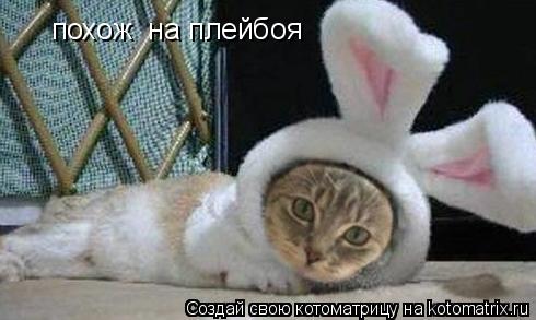 похож на плейбоя... Котоматрица: похож на плейбоя