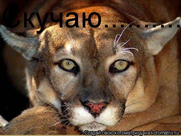 Скучаю............. Котоматрица: Скучаю..........