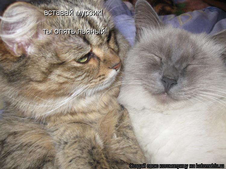 вставай мурзик! ты опять пьяный!... Котоматрица: вставай мурзик! ты опять пьяный!