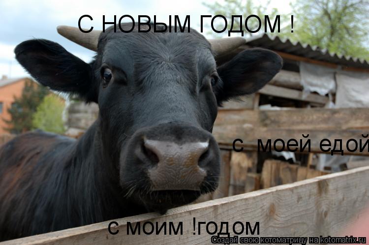 С НОВЫМ ГОДОМ ! с моим !годом с моей едой... Котоматрица: С НОВЫМ ГОДОМ ! с моим !годом с моей едой