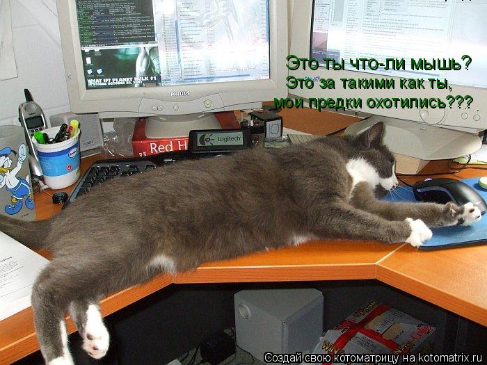 Это ты что-ли мышь? Это за такими как ты, мои предки охотились??? мои предки охотились???... Котоматрица: Это ты что-ли мышь? Это за такими как ты, мои предки охотились??? мои предки охотились???