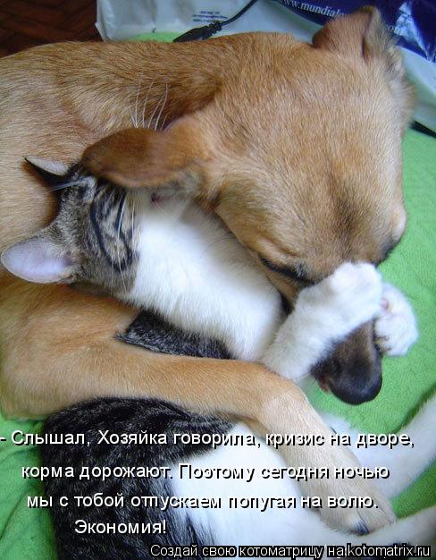 - Слышал, Хозяйка говорила, кризис на дворе, корма дорожают. Поэтому сегодня ночью мы с тобой отпуск... Котоматрица: - Слышал, Хозяйка говорила, кризис на дворе, корма дорожают. Поэтому сегодня ночью мы с тобой отпускаем попугая на волю. Экономия!