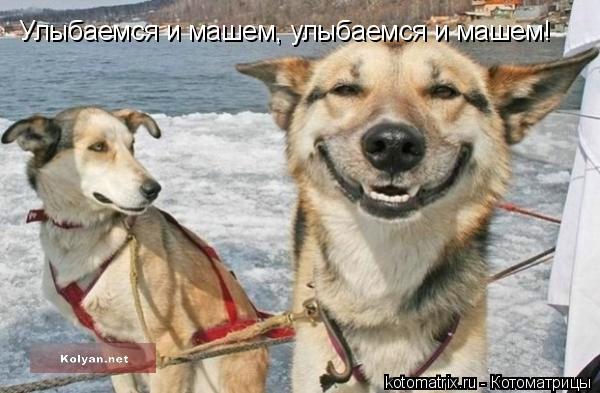 Улыбаемся и машем, улыбаемся и машем!... Котоматрица: Улыбаемся и машем, улыбаемся и машем!