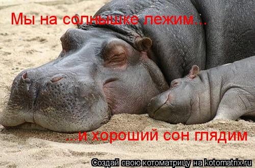Мы на солнышке лежим... ...и хороший сон глядим... Котоматрица: Мы на солнышке лежим... ...и хороший сон глядим
