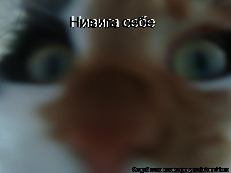 Нивига себе Нивига себе... Котоматрица: Нивига себе Нивига себе