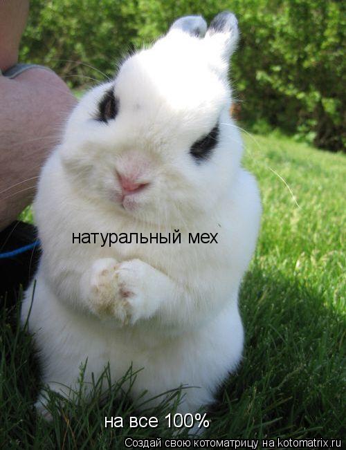 на все 100% натуральный мех... Котоматрица: на все 100% натуральный мех