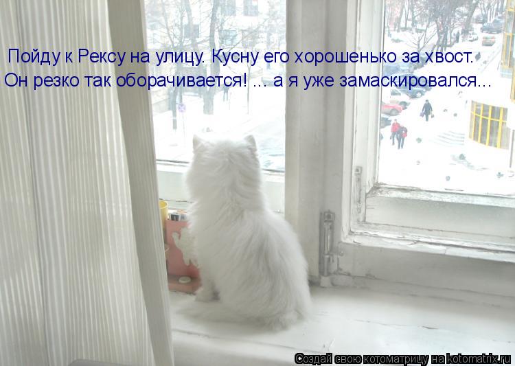 Пойду к Рексу на улицу. Кусну его хорошенько за хвост. Он резко так оборачивается! ... а я уже замаск... Котоматрица: Пойду к Рексу на улицу. Кусну его хорошенько за хвост. Он резко так оборачивается! ... а я уже замаскировался...