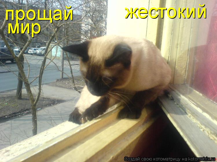 прощай жестокий мир... Котоматрица: прощай жестокий мир