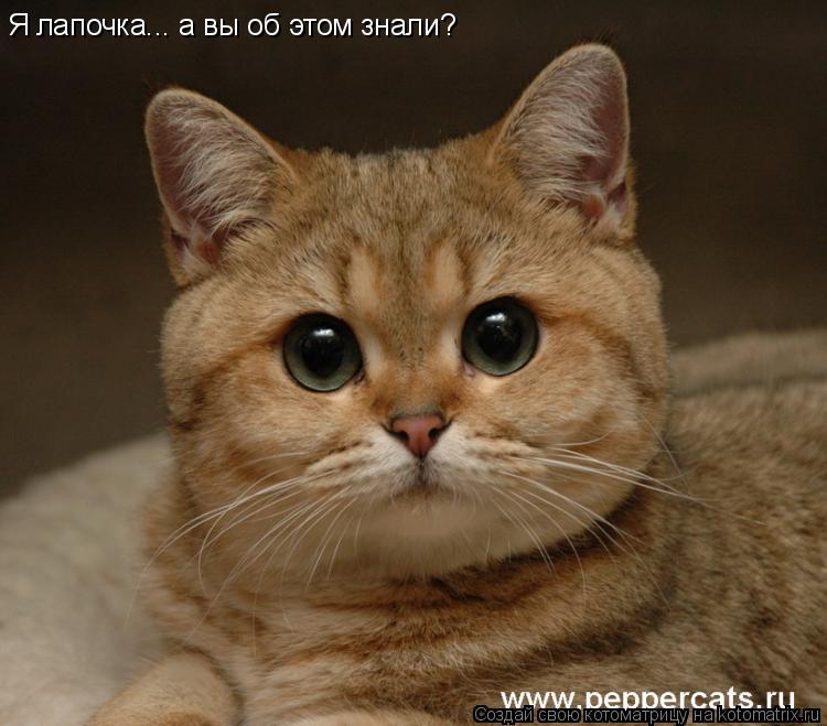 Я лапочка... а вы об этом знали?... Котоматрица: Я лапочка... а вы об этом знали?