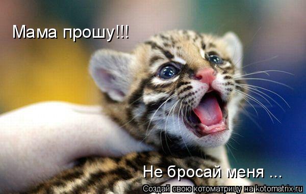 Мама прошу!!! Не бросай меня ...... Котоматрица: Мама прошу!!! Не бросай меня ...
