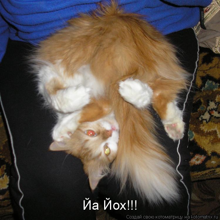 Йа Йох!!!... Котоматрица: Йа Йох!!!